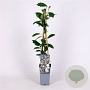 Exochorda racem. Blushing Pearl 70 cm 2,0L