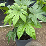 Fatsia japonica GM 1.5
