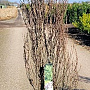 Frangula alnus Fine Line 150-175 cm 20L
