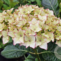 Hydrangea macrophylla 'Dolce France' 80-100 cm 35L