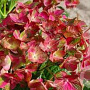 Hydrangea m. Chocolate Ever Belles 60-80 cm 20L breed