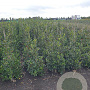 Ilex aq. 'J.C. van Tol' 100-125 cm met kluit
