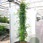 Jasminum officinale 175-200 cm 20L 3 stok