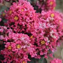 Lagerstroemia i. 'Coral Magic' 30-40 cm 5,0L