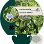 Pulmonaria s. 'Mrs Moon' GM P9