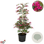Loropetalum c. 'Daybreak's Flame 60-80 cm 12L piramide