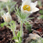 Pulsatilla v. 'Alba' GM P9