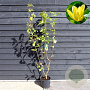 Magnolia brookl. 'Yellow Bird' 125-150 cm 15L