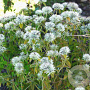 Pycnanthemum flexuosum GM P9