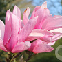 Magnolia soul. 'André Leroy' 200-250 cm 35L