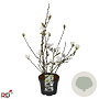 Magnolia stellata 50-60 cm 5,0L met knop