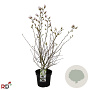 Magnolia stellata 100-125 cm 7,5L met knop