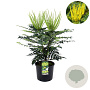 Mahonia media 'Charity' 80-100 cm 12L kegel