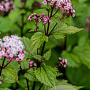 Rodgersia 'Dark Pokers' GM P9