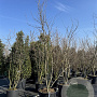 Parrotia persica 'Vanessa' 350-400 cm cont. 130L meerstammig