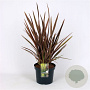 Phormium 'Sundowner' 60-80 cm 7,5L