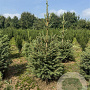 Picea abies 80-100 cm met kluit