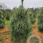 Pinus schwerinii 'Wiethorst' 80-100 cm draadkluit