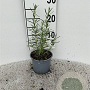 Rosmarinus officinalis 10-15 cm C1.3
