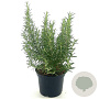 Rosmarinus officinalis 25-30 cm 2,0L