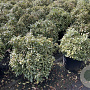 Pittosporum tob. 'Neige du Mont Ventoux'® 60-80 cm 20L breed
