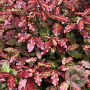 Pseudowintera col. 'Red Leopard' 30-40 cm 20L