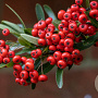 Pyracantha Saphyr Rouge 200-225 cm 20L 3 stok