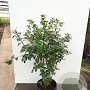 Quercus ilex 80-100 cm 20L