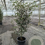 Quercus ilex 100-125 cm 20L