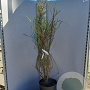 Salix elaeagnos 'Angustifolia' 125-150 cm 20L