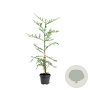 Sequoia sempervirens 80-100 cm 5,0L