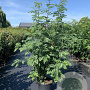 Sorbus aucuparia 175-200 cm 20L