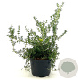 Rosmarinus off. 'Prostratus' 25-30 cm 2,0L
