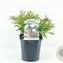 Spiraea jap. 'Genpei' 20-30 cm 2,0L