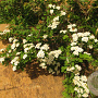 Spiraea nipponica 40-60 cm wortelgoed 4 tak