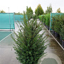 Taxus baccata 125-150 cm 20L
