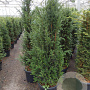 Taxus baccata 140-160 cm 20L