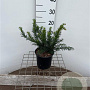 Taxus b. 'Repandens' 20-25 cm 2,5L