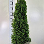 Thuja occ. 'Smaragd' 175-200 cm 20L