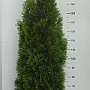 Thuja occ. 'Smaragd' 200-225 cm 20L