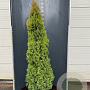 Thuja occ. 'Smaragd' 200-225 cm 25L