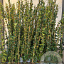 Trachelospermum jasminoides 150-175 cm 5,0L 1 stok