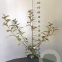 Viburnum bodn. 'Charles Lamont' 100-125 cm 7,5L