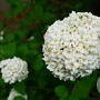 Viburnum carlesii 20-30 cm 3,0L