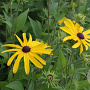 Rudbeckia subt. 'Loofasha Wh. Gold' GM P9