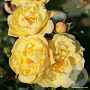 Rosa (H) Sunny Rose A kwaliteit wortelgoed