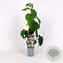 Actinidia deliciosa Solissimo 70 cm 2,0L