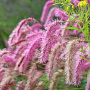 Sanguisorba hakusanensis GM P9