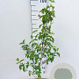 Cornus mas 40-60 cm 4,0L