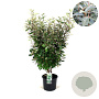 Elaeagnus ebbingei 60-80 cm 12L